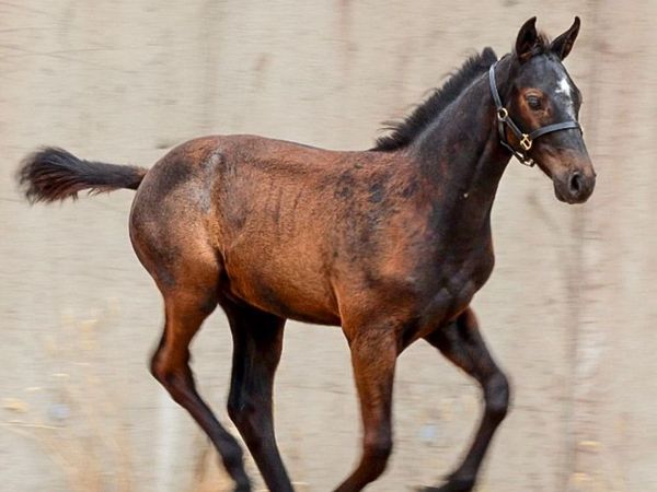 COLT  X CORNET OBLINSKEY X DIAMONT DE SEMILLY - Main image