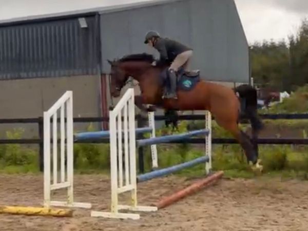 Big Star Mare - Main image