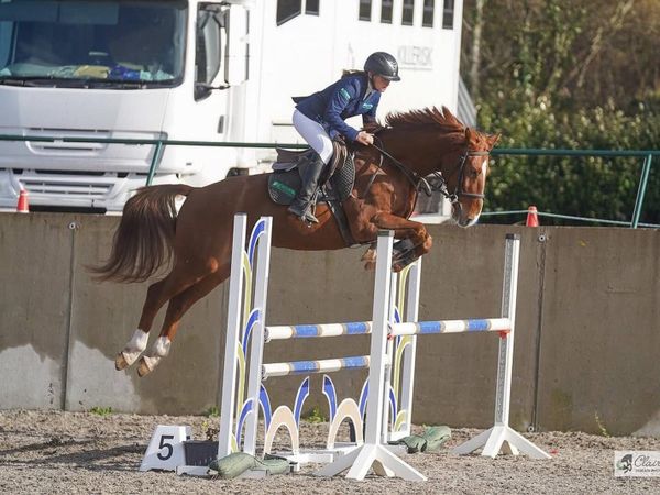 6yo Showjumper - Main image