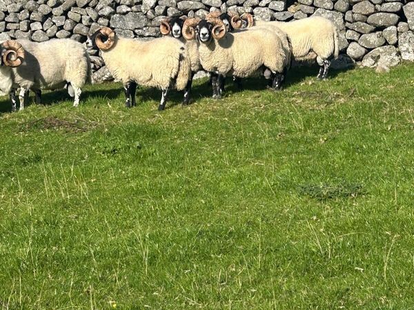 🔥Lanark Rams🔥 - Main image