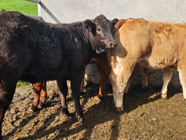 6 Super U Grade Limousin Heifers - Main image