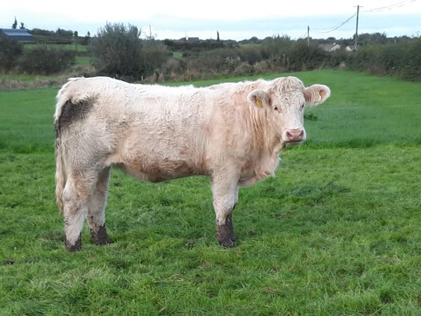 Pedigree Charolais Heifer for Ssle - Main image
