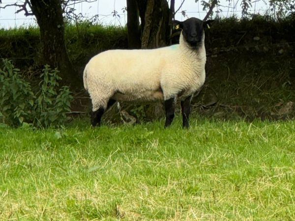 20 Super Suffolks hoggets for sale - Main image