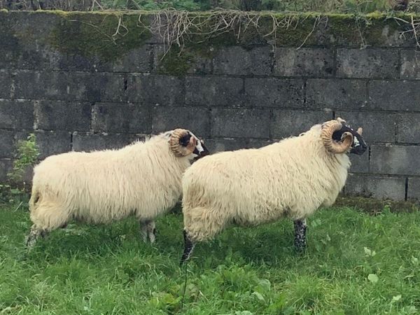 Mayo Brecket Faced Hogget Ram - Main image