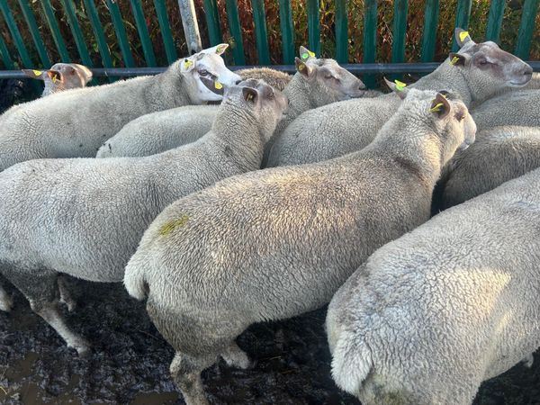 PR hogget Charlollais and Texal rams - Main image