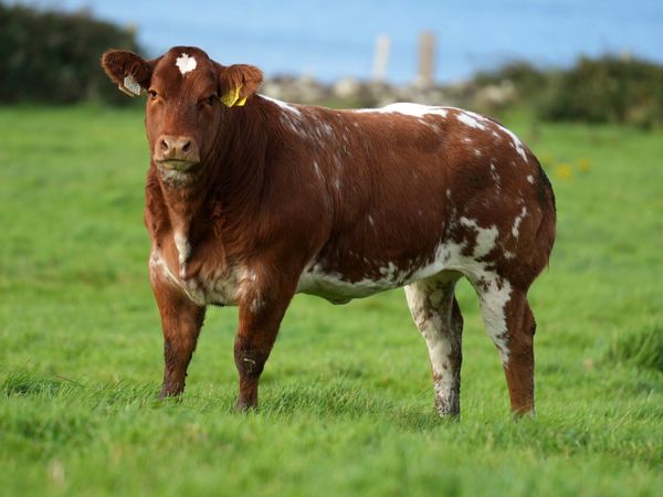 Show Heifer Weanling for Ballina Elite Sale - Main image