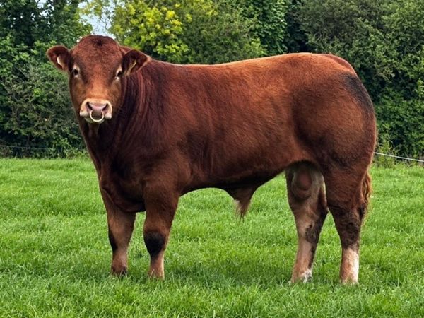 Pedigree  Limousin Bull - Main image