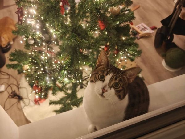 Cat looking for a Loving New Home - Main image