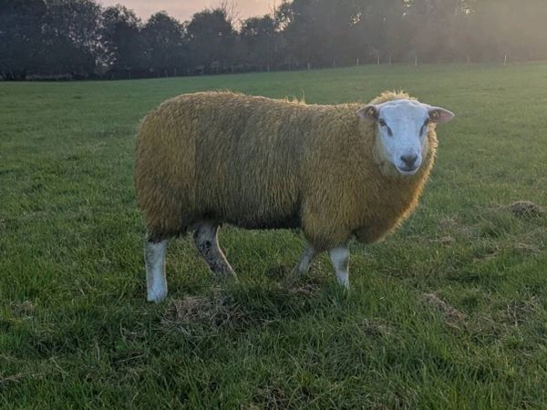 Pedigree Rams, SIS - Main image