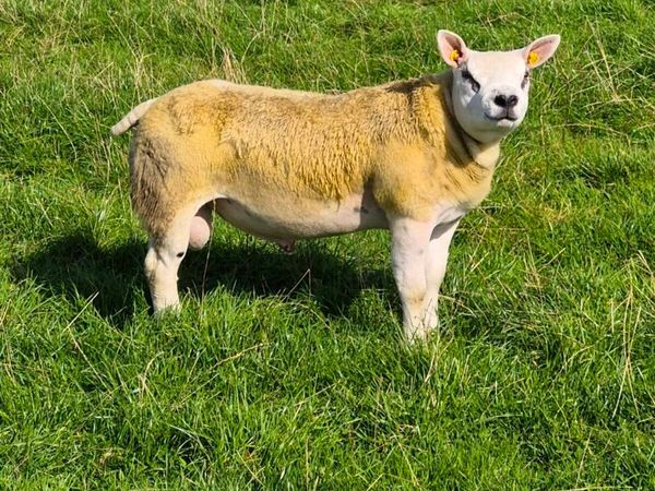 Purebred Texel Ram Lamb - Main image