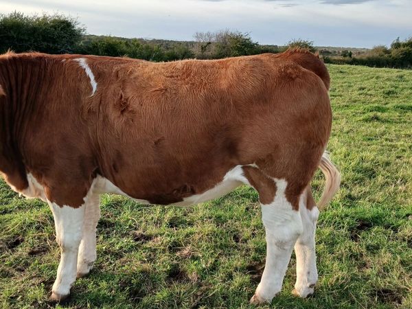5 Simmental Heifers - Main image