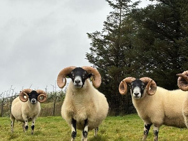 Lanark Rams - Main image
