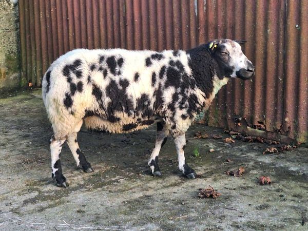Texel and dutch spotted - Main image