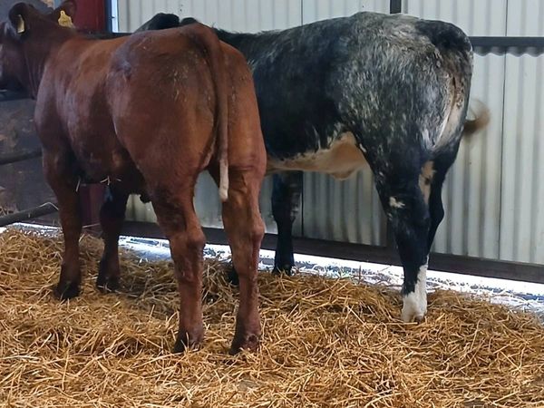 2 Top Quality 5 🌟🌟🌟🌟🌟 Heifer's for sale. - Main image