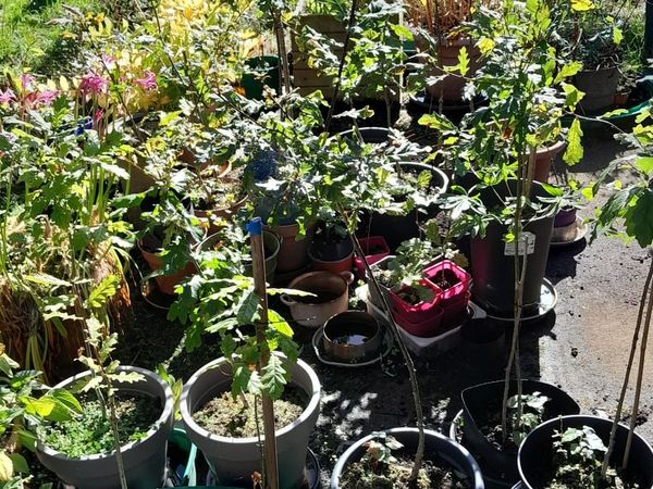 Oak Tree's for sale - Main image