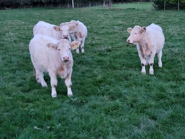 Pedigree  Registered  Charolais  heifers for sale - Main image