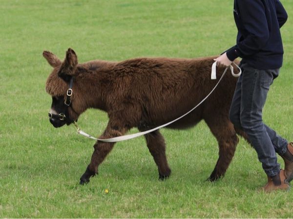 2026 Colt donkey - Main image
