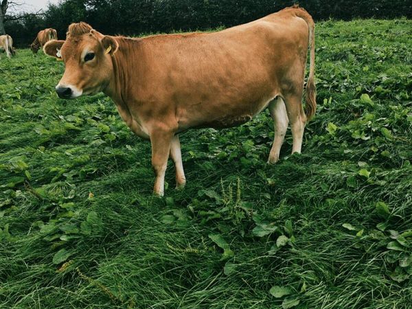 In calf jersey heifers - Main image