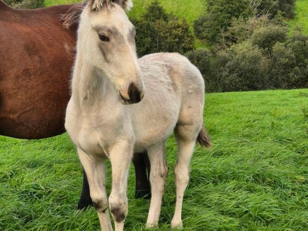 Dun colt foal
ISH X COB - Main image