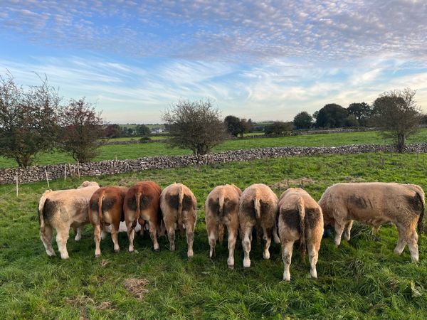 Weanling Bulls Roscommon Mart Tue Oct 6th - Main image