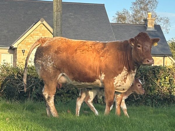 4 Star Genotyped heifer with stylish heifer calf - Main image