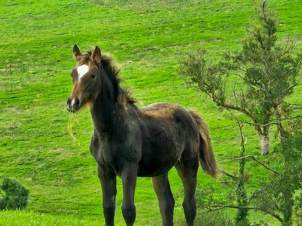 Irish Draught X Irish sport horse - Main image