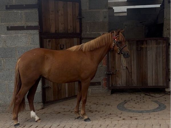 ✨Purebred Welsh Section B Filly ✨ - Main image