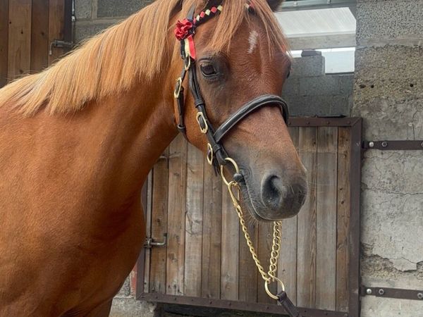 ✨Purebred Welsh Section B Filly ✨ - Main image