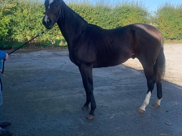 STARMAN Yearling Colt - Main image