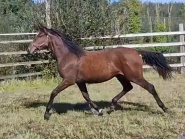 2 Quality Yearlings - Main image