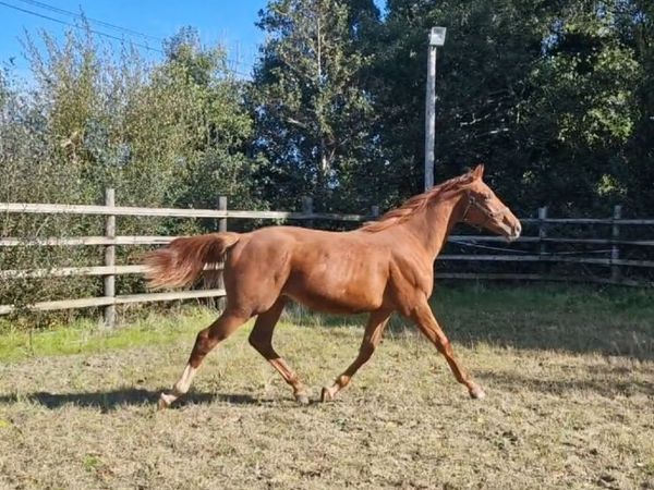 2 Quality Yearlings - Main image