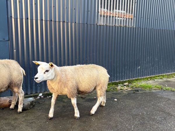 Pedigree texel ewe lambs - Main image