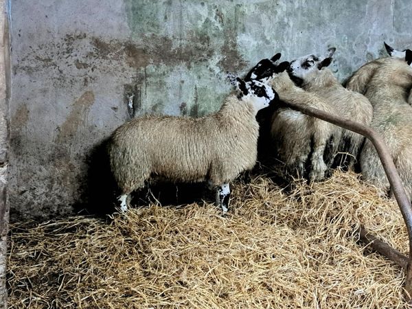 Tip Organic Ram lambs - Main image