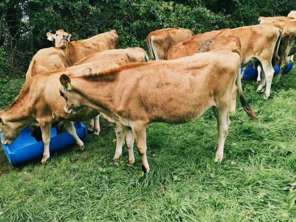 Jersey heifer - Main image