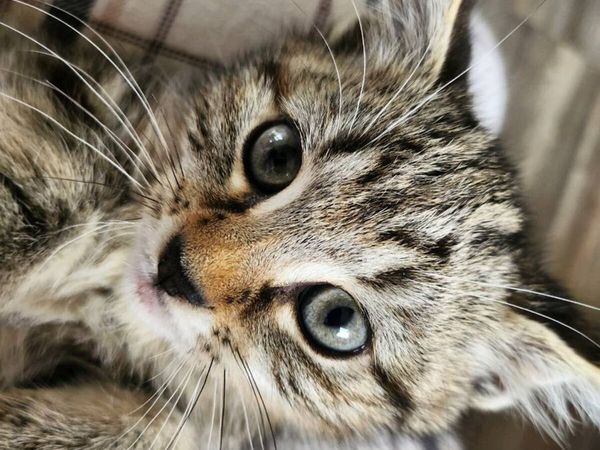 Kittens - Main image
