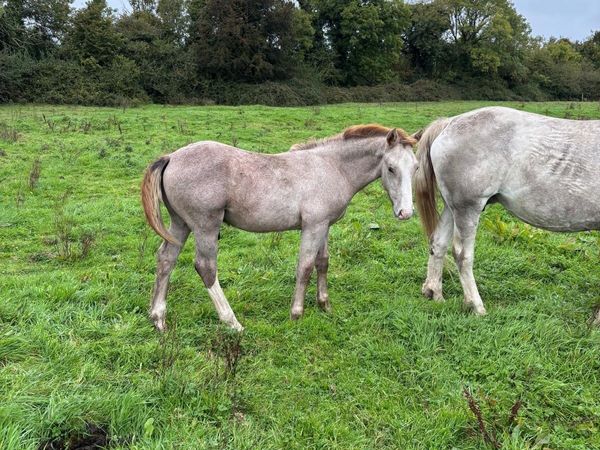 RID Colt Foal - Main image