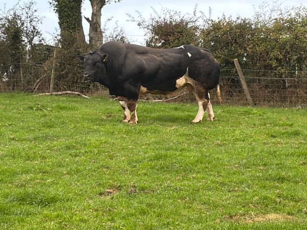 Belgian blue bull - Main image