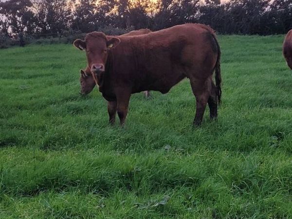 Ai bred Weanling heifers and bulls - Main image