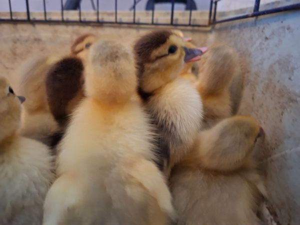 Muscovy Ducklings - Main image