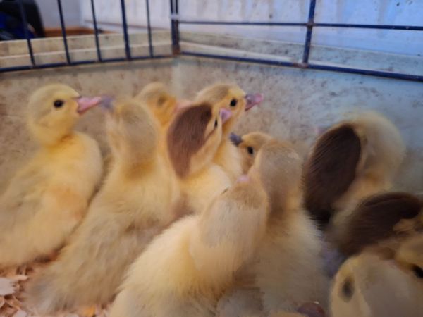 Muscovy Ducklings - Main image