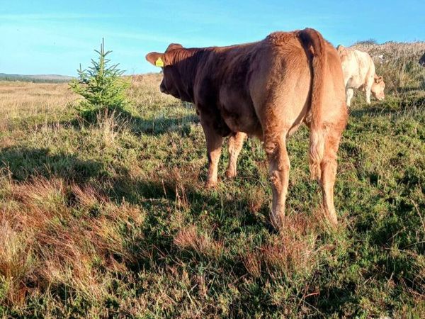 Weanling breeding heifers! - Main image