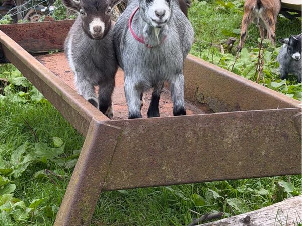 Pygmy Kid Goats 🐐 - Main image