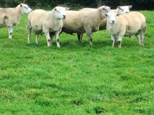 Hogget rams - Main image