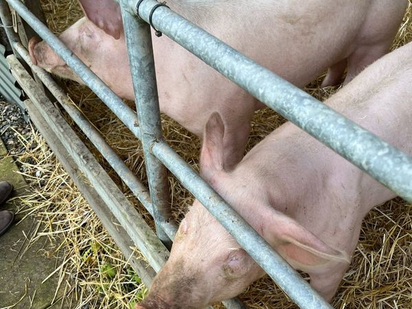 Pig - Main image