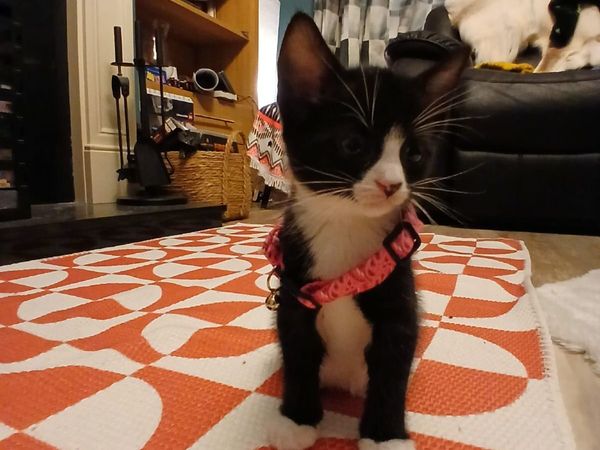 Kittens, black and white. - Main image