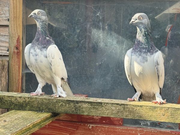 High Flyers Pigeon - Main image