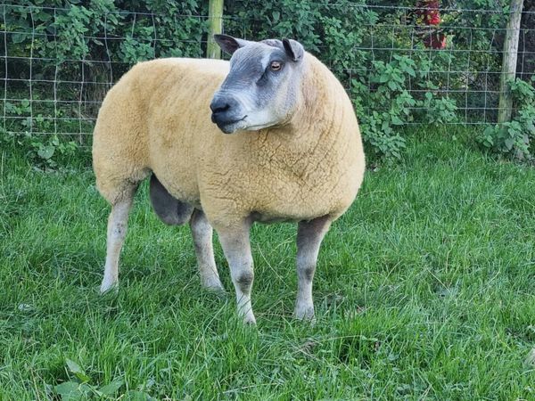 Millennium blue1 yearold Rams - Main image