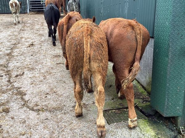 10 super suckler bred continental bulls - Main image