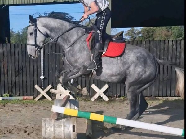 16.1, 6 yr old Gelding - Main image