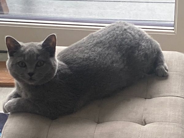 Cat - Main image